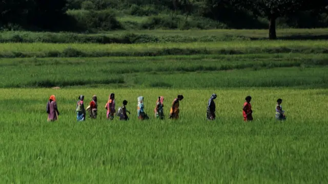 ওড়িশার একটি ধানক্ষেত, কৃষিকাজে যাচ্ছেন একদল নারী