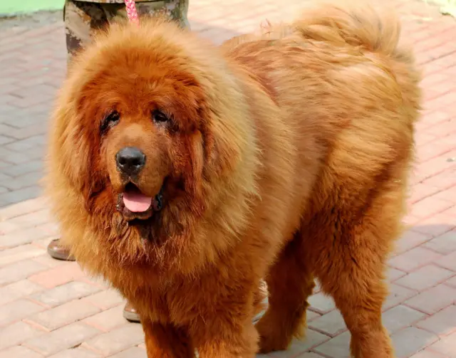 A Tibetan mastiff called Big Splash