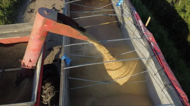 Produção de arroz do MST