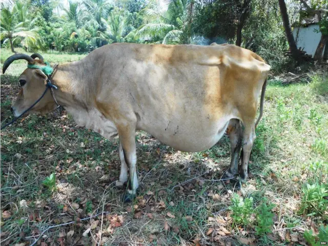 වලසෙකුගේ ප්රහාරයට ලක් වූ එළදෙනක්