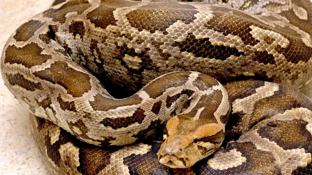 Eke ruruogbe ukwụ 11 no obodo New Delhi