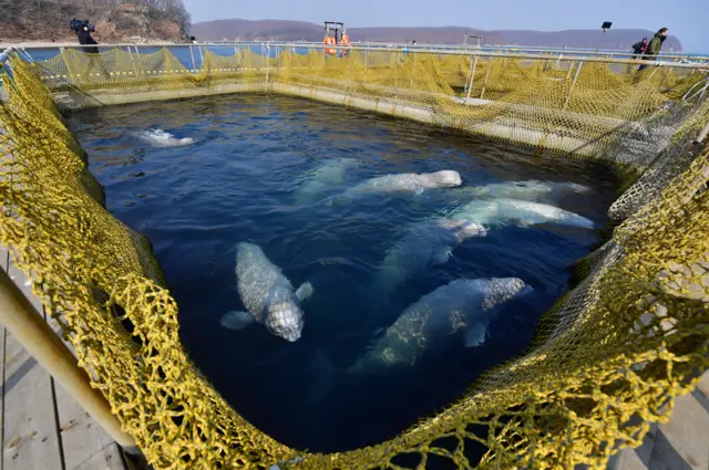 Belugas em tanques na baía de Srednyaya