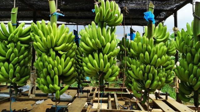 在柬埔寨桔井省柬埔寨—中國熱帶生態農業合作示範區內等待檢驗包裝運往中國的香蕉（新華社圖片16/7/2020）