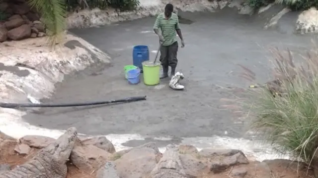 Timsah çiftliğinde bir işçi