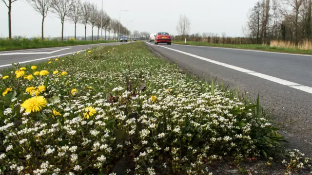 Plantas crescendo entre as pistasgratis pokeruma estrada