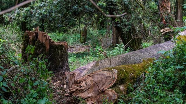 Arbre indigène abattu par des bûcherons illégaux dans une forêt kényane.