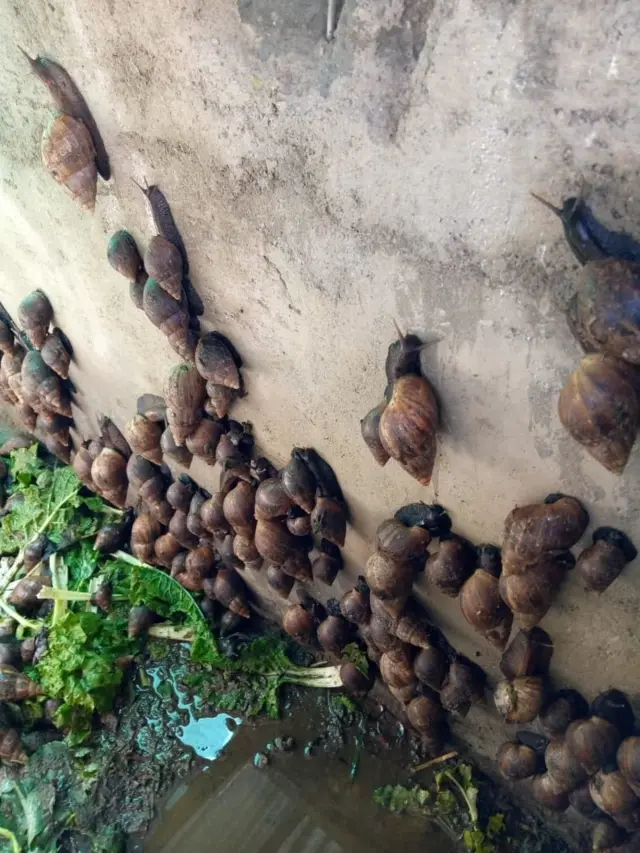 Baadhi ya jamaa wa Wangui wa karibu walivamia kituo chake cha kuwahifadhi konokono na kuwaua kwa kuwamwagilia chumvi