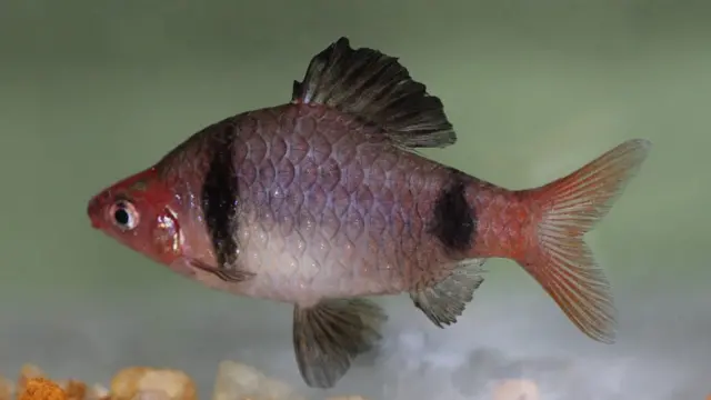 බන්දුල පෝතයා දක්නට ලැබෙන ලෝකයේ එකම ස්ථානය කෑගල්ල දිස්ත්‍රික්කය අයත් ගලපිටමඩ, මිනීමරුකොලනිය වේ.