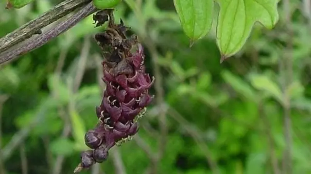 Dioscorea Hurteri