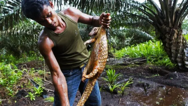 นักล่าสัตว์ผิดกฎหมายกำลังดึงเกล็ดตัวนิ่มหลังจากนำไปต้มในน้ำร้อน
