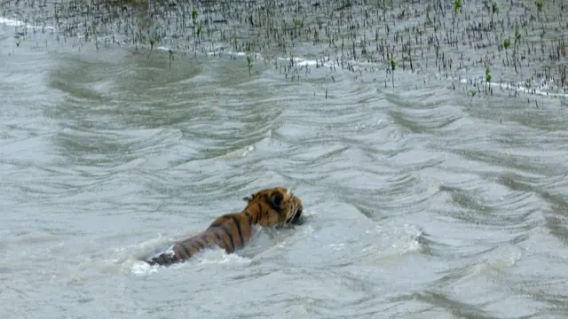 বলা হচ্ছে বাঘ বেড়েছে সুন্দরবনেও