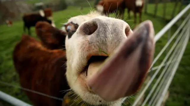 بقرة تخرج لسانها