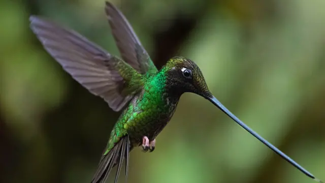 Colibri