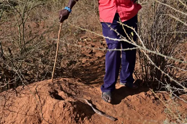 Au Kenya, Jackson Chepkui, 39 ans, est le père d'une fillette qui a perdu partiellement l'usage de son corps à cause d'une morsure de serpent.