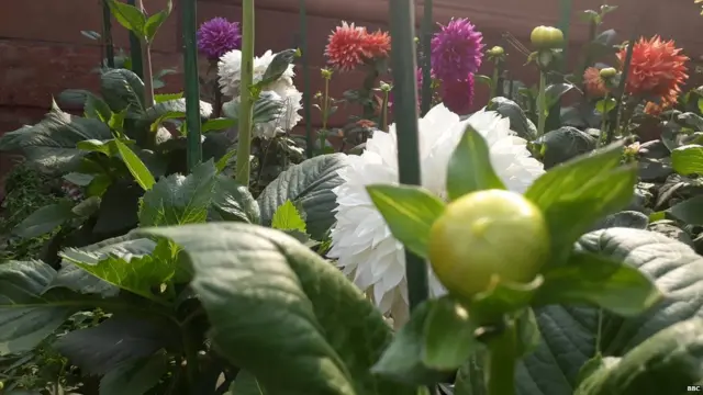 ਮੁਗਲ ਗਾਰਡਨ