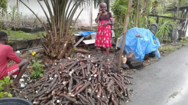 Woman harvest her casava quick sake of Flood