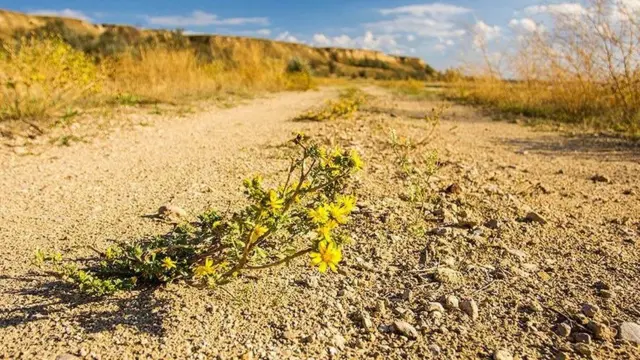 Трагедія під час марафону на Одещині