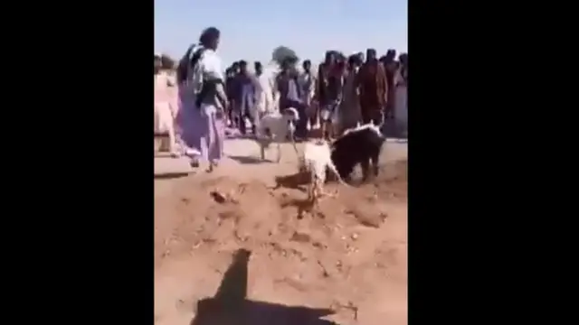 سور کو باندھ کر کتے چھوڑ دیے گیے