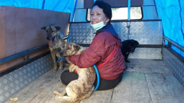 Anjing-anjing yang terluka di kawasan sekitar Gunung Agung, Bali, juga dievakuasi.