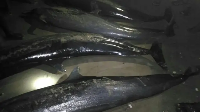 டால்ஃபின்கள்