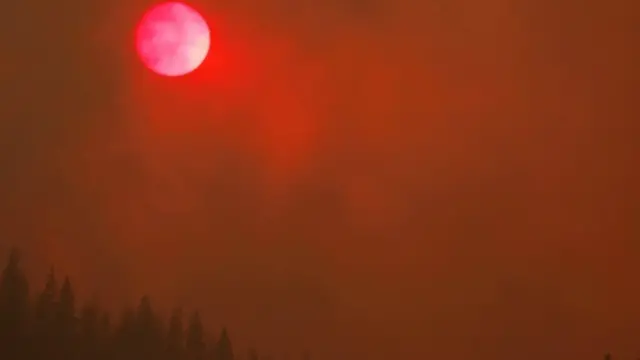 जंगल में लगी आग