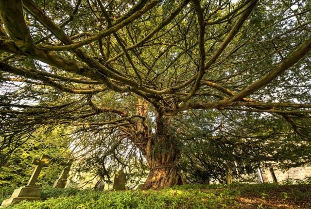 Ojo de buey, planta medicinal a cuyas semillas se le atribuye poderes  mágicos – Orembae