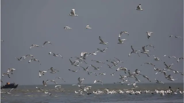 পরিযায়ী পাখি।