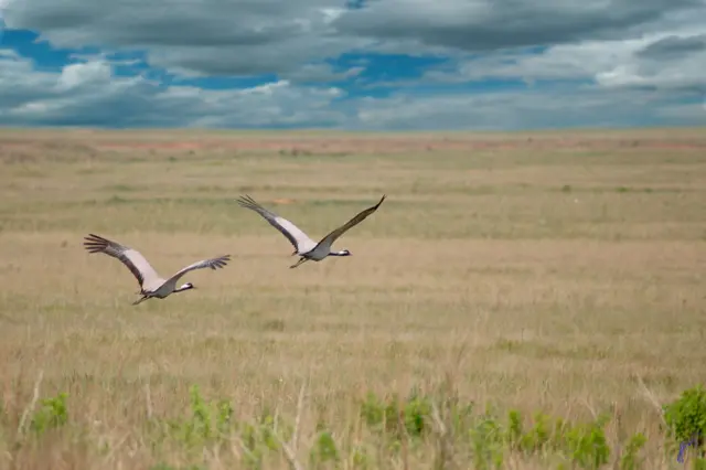 "С высоты птичьего полета"