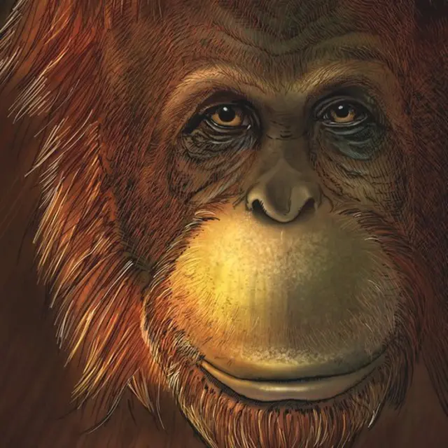 Hình dựng lại của Gigantopithecus blacki
