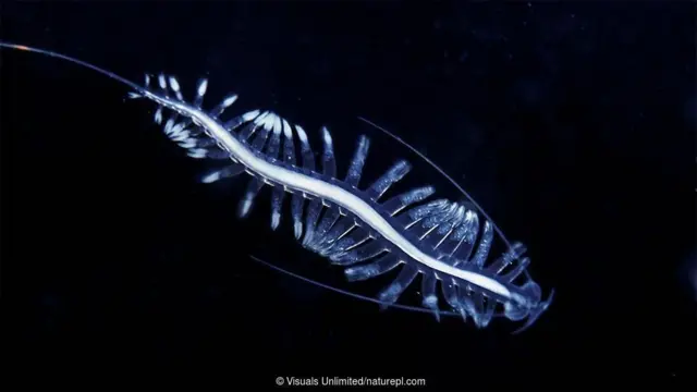 플랑크토닉 다모류 환형 지렁이 (Tomopteris pacifica)