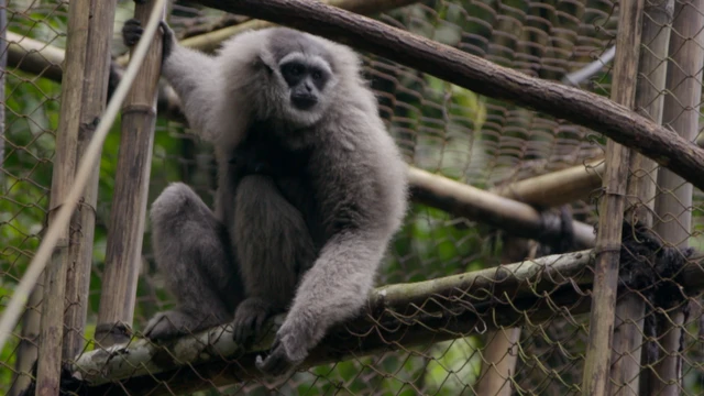 Owa Jawa di dalam kandang habituasi di Gunung Puntang.
