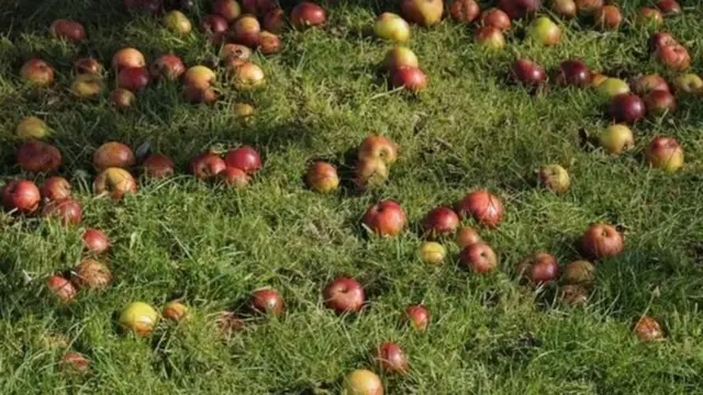 हिमाचलको स्याउ