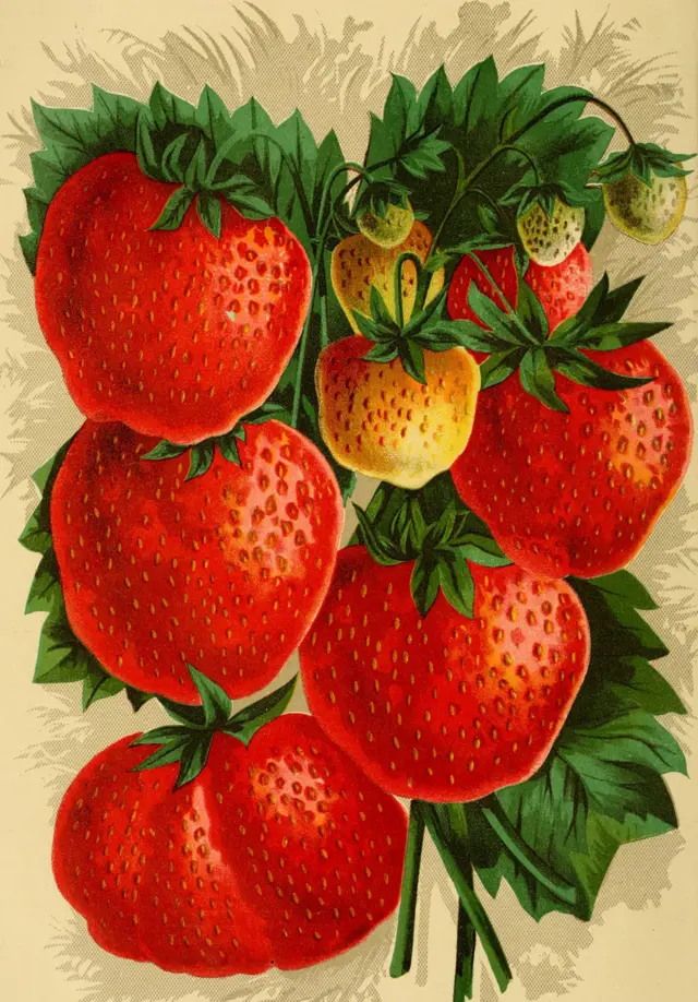 fresas