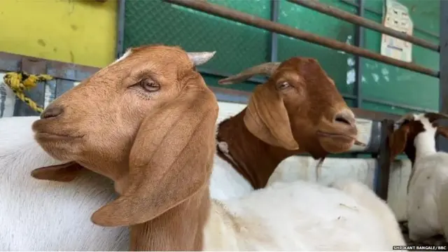 शेळीपालन