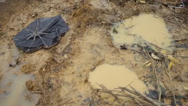 বন্য হাতি