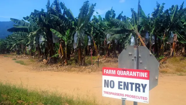 Plantaçãobanana com sinalquarentena