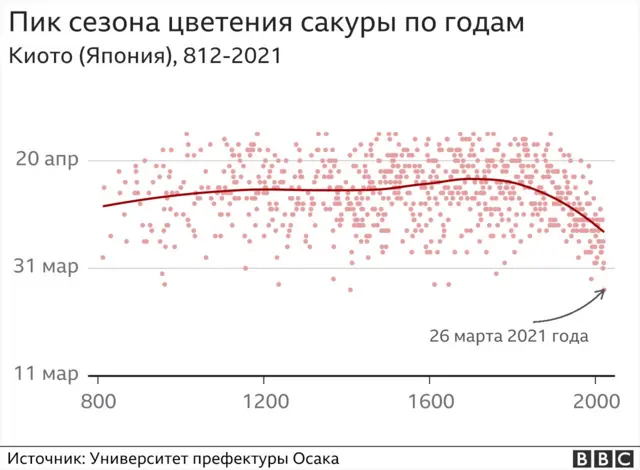 График цветения сакуры по годам