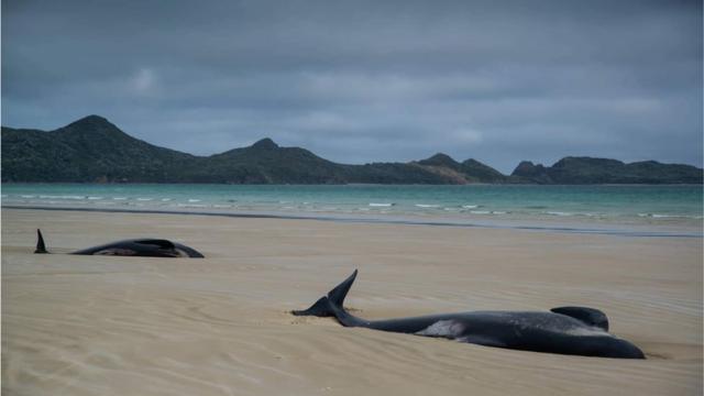 Whales stranded on a beach