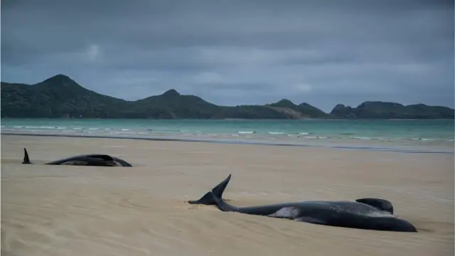 Baleia-piloto encalhada na areia no dia seguinte pela manhã