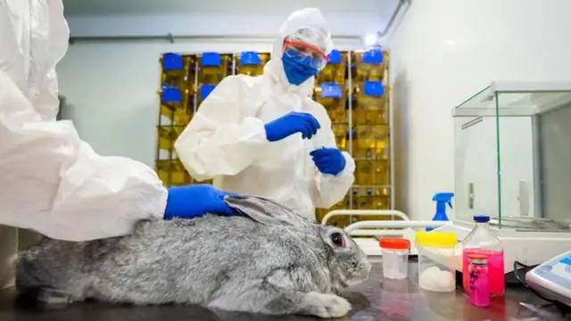 விலங்குகள் கொரோனா