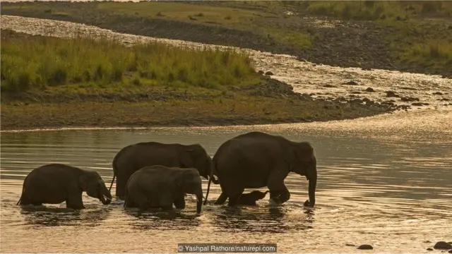 Fillərin xilası bizdən çox asılıdır (Mənbə: Yashpal Rathore/naturepl.com)