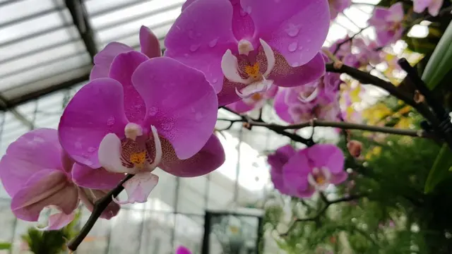 กล้วยไม้