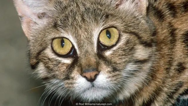 Kucing liar, piaraan