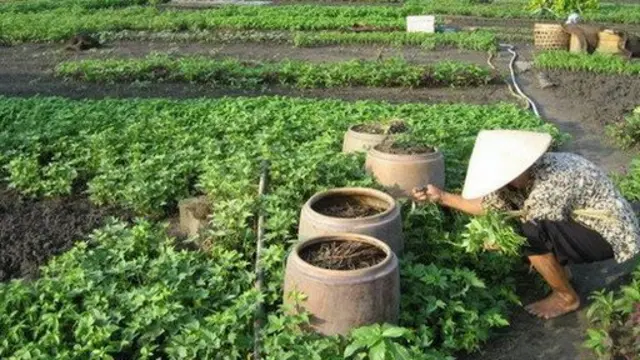 Trong thời gian chờ đợi chính quyền giải quyết, người dân Vườn rau Lộc Hưng vẫn tiếp tục canh tác.