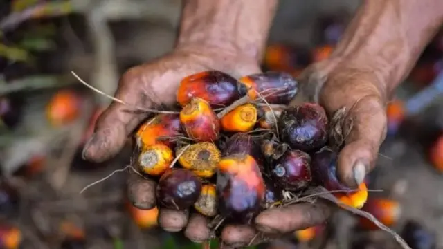 Indonesia ban export of palm oil: