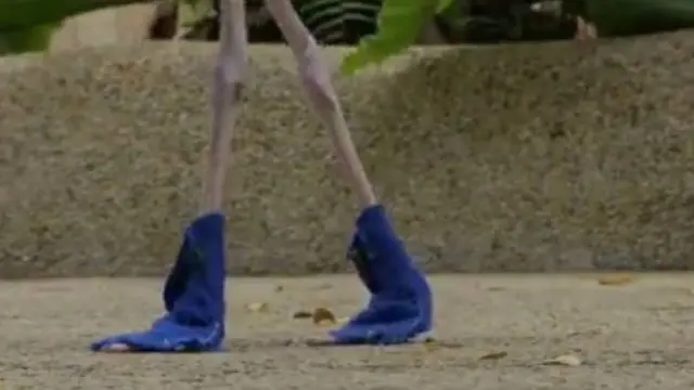 ফ্লেমিঙ্গো