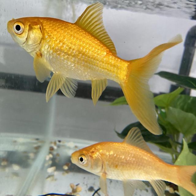 Goldfish In goldfish tank Bedfordshire UK Our beautiful pictures