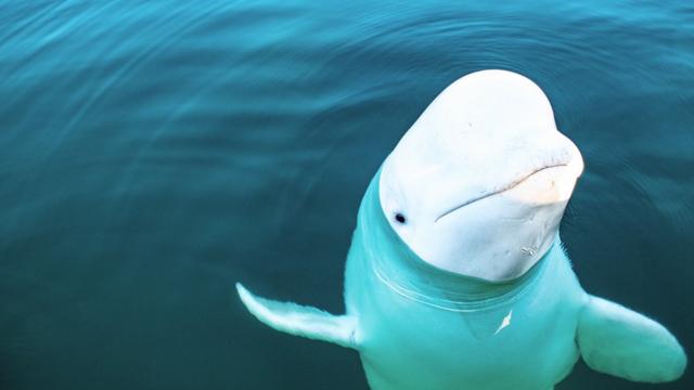La Extra a Reaparici n De La ballena Esp a Rusa En Las Costas De la-extra-a-reaparici-n-de-la-ballena-esp-a-rusa-en-las-costas-de