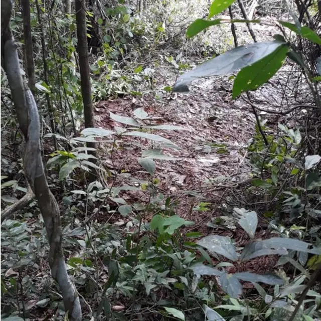 Fotografia da mata por onde fugiu Geraldo