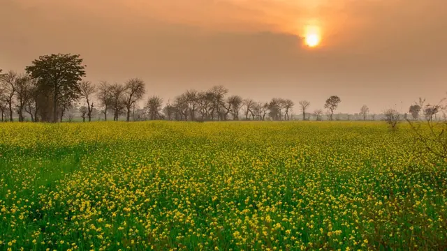 تحریک انصاف پٹواریوں کی واپسی کیوں چاہتی ہے؟